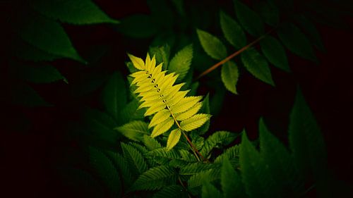 Zeitloses Grün von IlseKoole