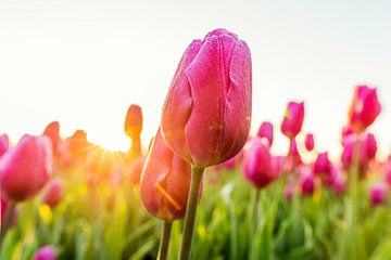 Tulp in de voorjaarszon van Jenco van Zalk