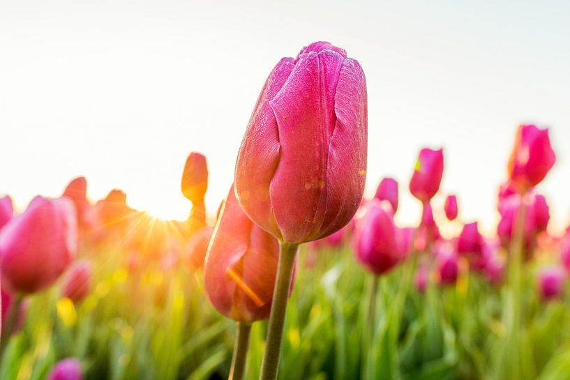Tulp in de voorjaarszon by Jenco van Zalk