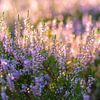 Heath by Evelyne Renske