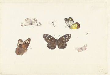 Blad met vijf vlinders en twee vliegen, Pieter Withoos