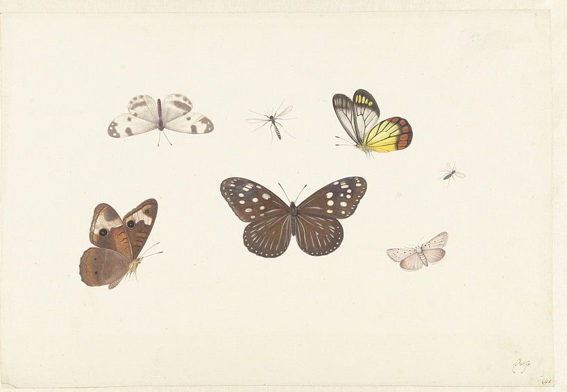 Blad met vijf vlinders en twee vliegen, Pieter Withoos van Meesterlijcke Meesters