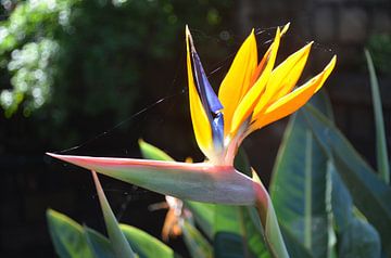 Oranje Paradijsvogelbloem van Ingrid Bargeman