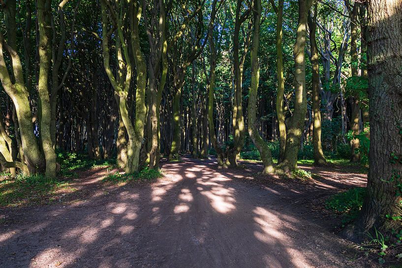 Küstenwald an der Ostsee bei Nienhagen von Rico Ködder