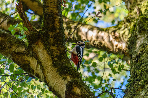 A spotted woodpecker taking a break