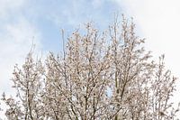 Schnee Frühling