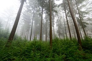 Dennenbos tijdens een mistige winterochtend van Sjoerd van der Wal Fotografie