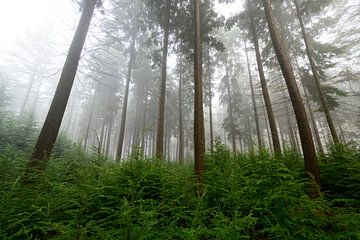 Forêt de pins par un matin d'hiver brumeux sur Sjoerd van der Wal Photographie