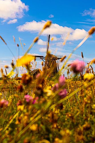 The colourful windmill