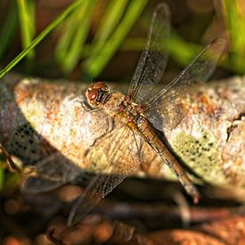 Dragonfly on tree trunk by Mariska de Jonge