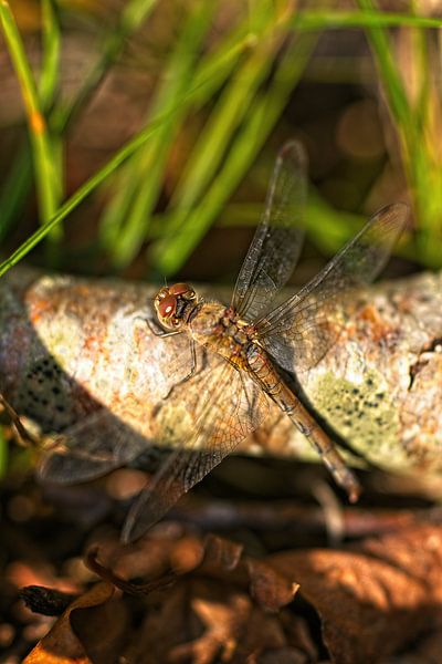 Dragonfly on tree trunk by Mariska de Jonge