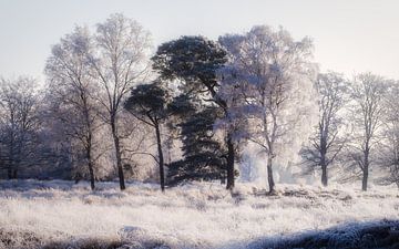 Weißer gefrorener Wald