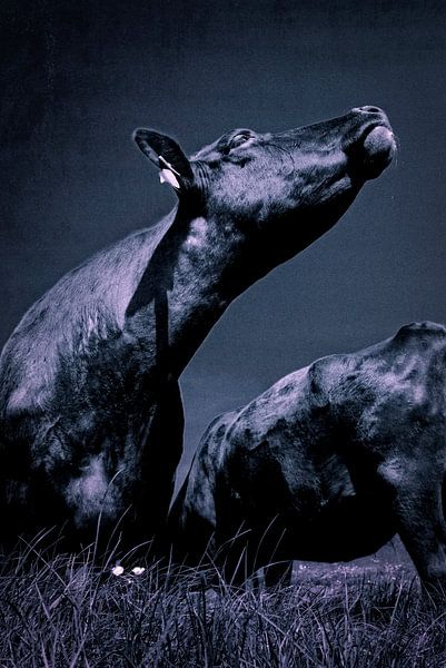 Wagyu-Kuh von Kurt Schraepen