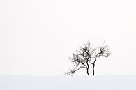 Boom in sneeuwlandschap van Antwan Janssen thumbnail