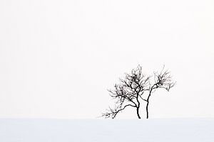 Arbre dans un paysage enneigé sur Antwan Janssen