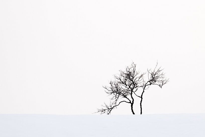 Boom in sneeuwlandschap van Antwan Janssen