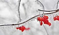 icy red berries with morning ripeness