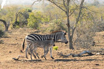 zebra met jong in het Krugerpark van Wendy van Staalduinen