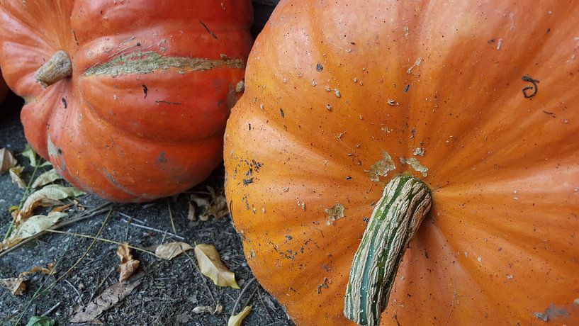 Pompoenen Oranje Rood by Bieszlook MarionBieszke