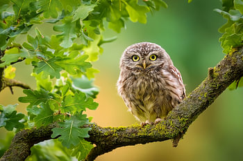 Junger Steinkauz (Athene noctua)