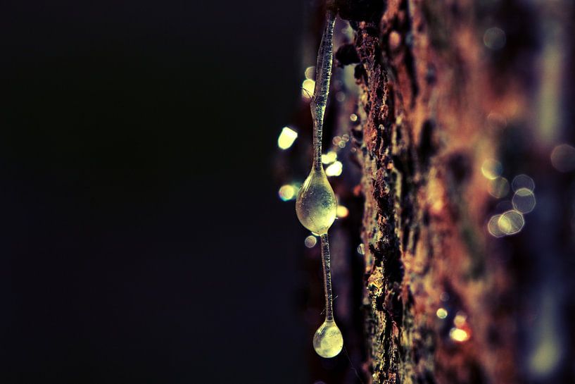 Harztropfen by Malte Pott