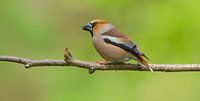 Hawfinch on branch