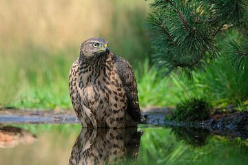 Juveniele havik op de Lemelerberg van Wim van der Meule