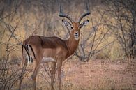 Impala Antelope in Etosha National Park, Namibia Africa by Patrick Groß thumbnail