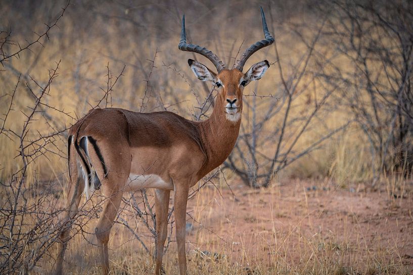 Impala Antelope in Etosha National Park, Namibia Africa by Patrick Groß