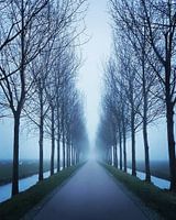Bomen Symmetrie