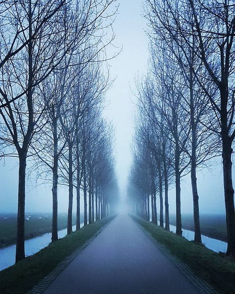 Bomen Symmetrie van Niels Krommenhoek