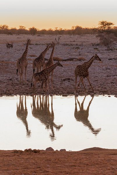 Giraffen von Felix Brönnimann