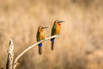 Afrikaanse Witkapbijeneter in Zuidelijk Afrika wachtend op een hapje van Erik Verbeeck