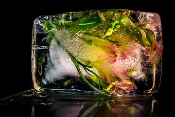 Frozen Flower, kleurrijke bloemen bevroren in ijs van Loes van Dijk