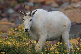 Sneeuwgeit (Oreamnos americanus), Glacier National Park, Montana, Rocky Mountains, USA