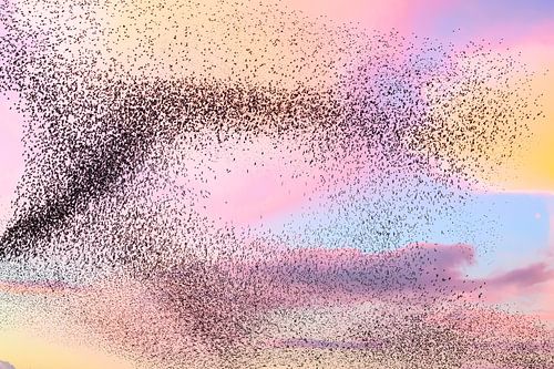 Grote groep spreeuwen tijdens zonsondergang in de lucht