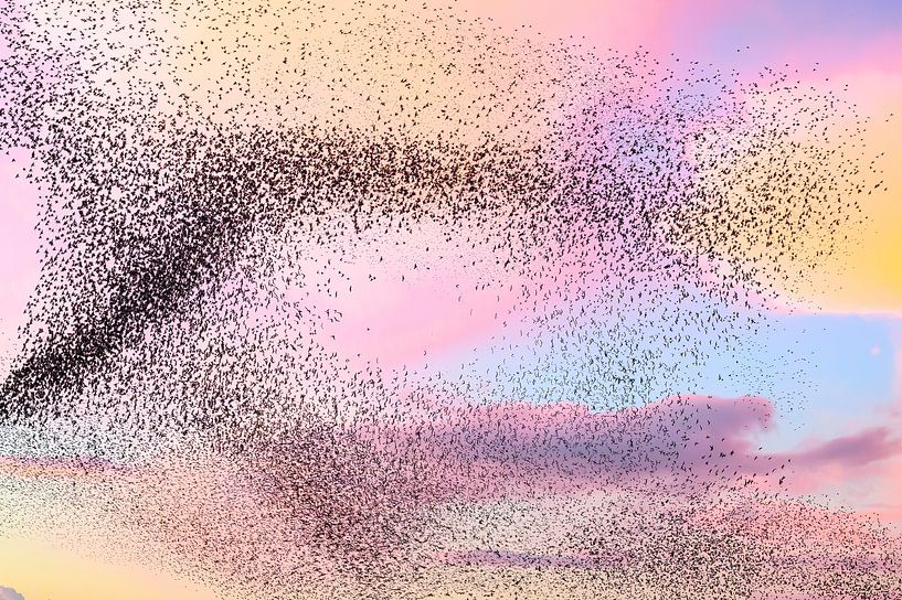 Grote groep spreeuwen tijdens zonsondergang in de lucht van Sjoerd van der Wal Fotografie