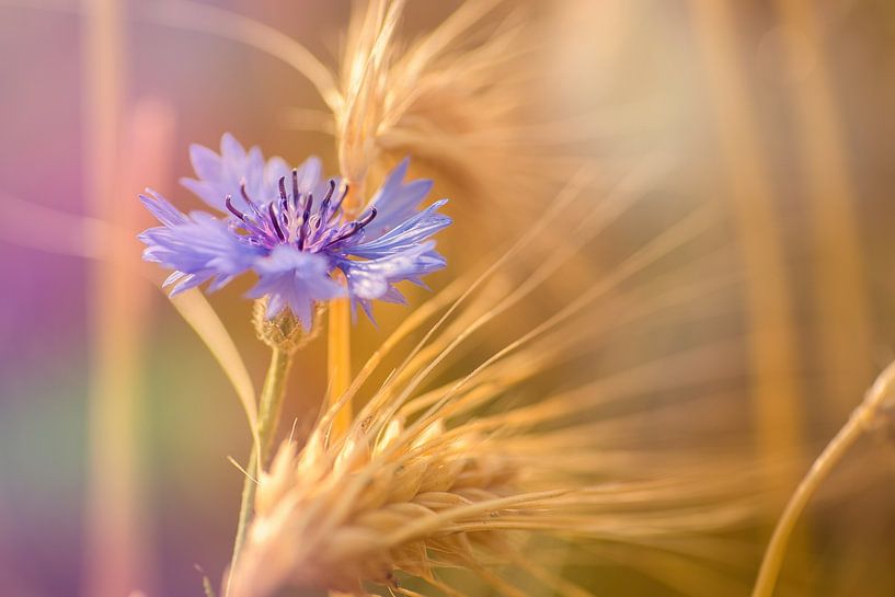 Kornblume von Silvio Schoisswohl