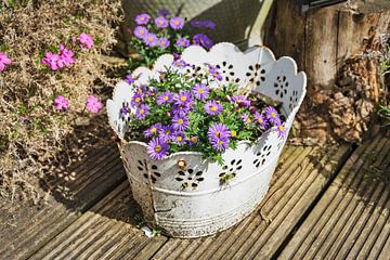 Purple daisies