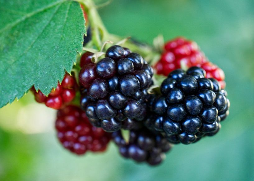 Brombeerzweig mit Frucht von Iris Holzer Richardson