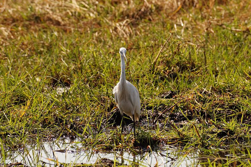 The bird by Erna Haarsma-Hoogterp