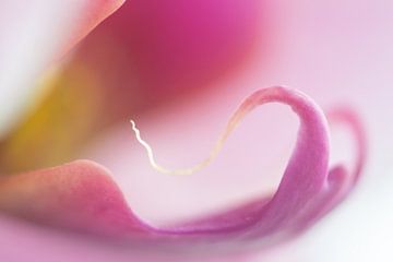 Sensuele roze orchidee macro detail bloem van Lucia Leemans