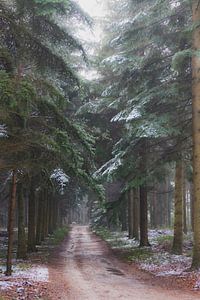 Winterlicher Kiefernwald an einem kalten Wintertag mit einer dünnen Schicht