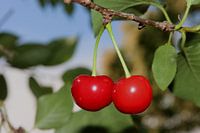 Heerlijke zure kersen