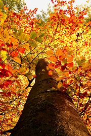 Herbst von Brigitte Radius