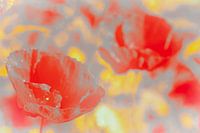 Poppy Graffiti Style