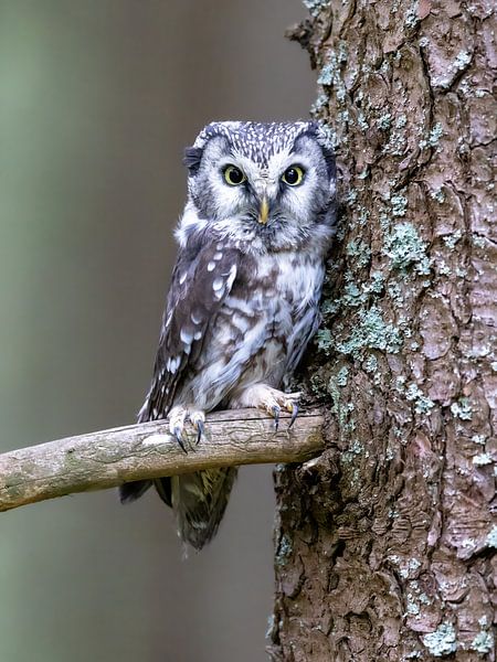 Tengmalm's Owl on a Branch by Manuel Weiter