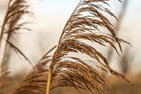 Wuivend riet