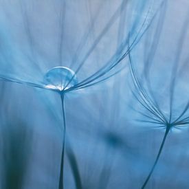 Water drop at the heart of a fluff in shades of blue. by Ellen Driesse