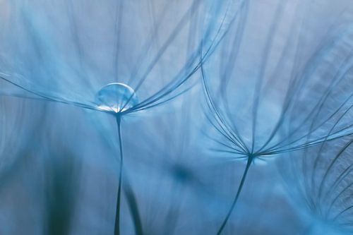 Wassertropfen im Herzen eines Fluffs in Blautönen.